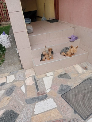 2 femele Yorkshire Terrier - imagine 3