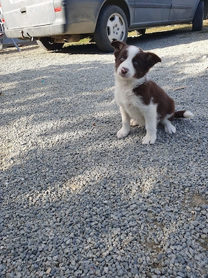 vand border collie