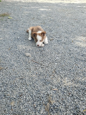 vand border collie - imagine 2