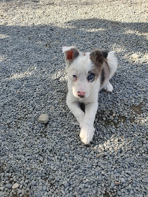 vand border collie - imagine 3