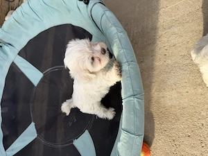 Bichon maltez 