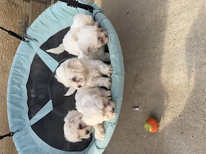 Bichon maltez 