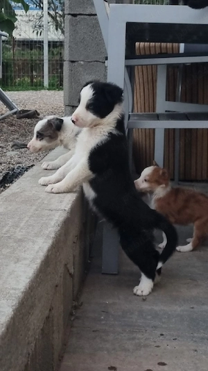 vand border collie - imagine 5