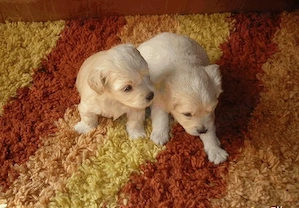 Caini Bichon