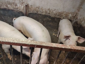 Vând porci marele alb și scroafe de prăsilă  - imagine 4