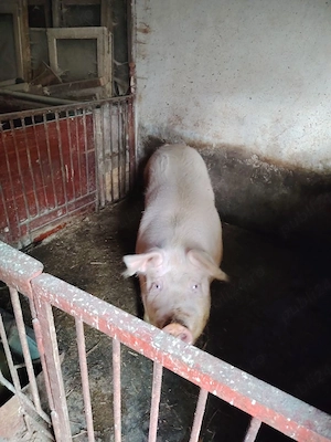 Vând porci marele alb și scroafe de prăsilă  - imagine 5