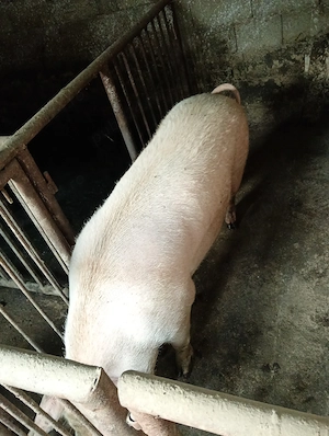 Scroafa landrace - imagine 2