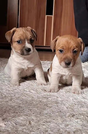 Jack Russel Terrier  - imagine 4