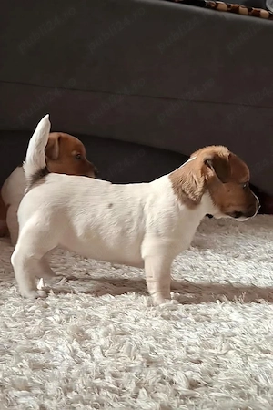 Jack Russel Terrier  - imagine 2