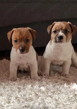 Jack Russel Terrier  - imagine 3