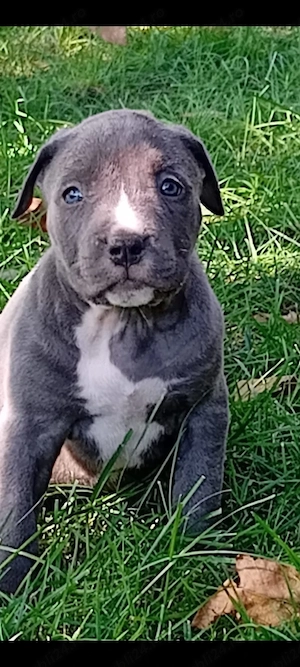 Disponibili pentru rezervare pui bully xl de 5 săptămâni  - imagine 3