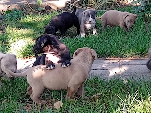 Disponibili pentru rezervare pui bully xl de 5 săptămâni  - imagine 4