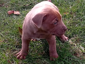 Disponibili pentru rezervare pui bully xl de 5 săptămâni  - imagine 5