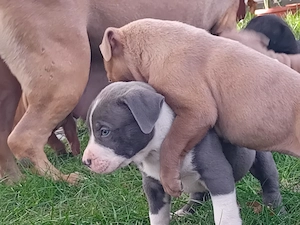 Disponibili pentru rezervare pui bully xl de 5 săptămâni  - imagine 2