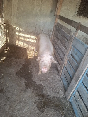 Porci de vanzare  - imagine 2
