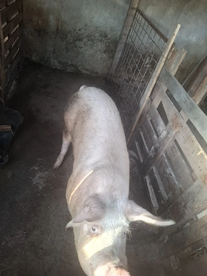 Porci de vanzare 