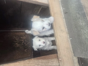 Catei rasa bichon maltez