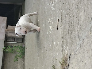 Bull terrier cu carnet  - imagine 3