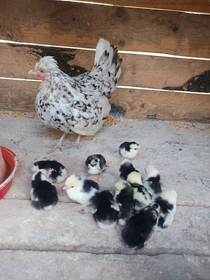 Găinușă cu puii 