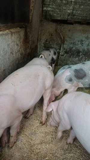 Porci de vanzare 50 kg  - imagine 2