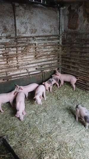 Purcei de vanzare landrace metis 7 saptamani - imagine 2