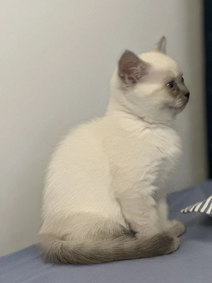 Fetita  British Shorthair blue point  - imagine 6