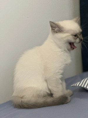 Fetita  British Shorthair blue point  - imagine 7
