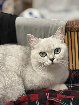British Shorthair Chinchila