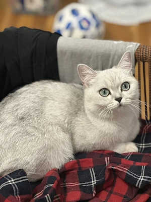 Fetita  British Shorthair blue point  - imagine 5