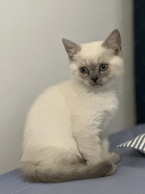 Fetita  British Shorthair blue point  - imagine 4
