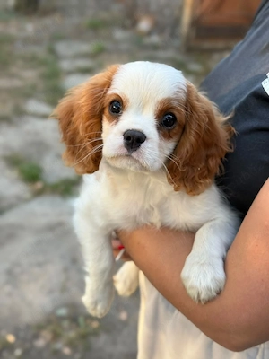 cavalier king charles baietel
