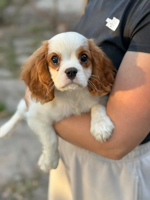 cavalier king charles baietel
