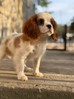 cavalier king charles baietel - imagine 4