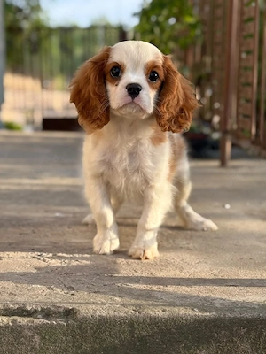 cavalier king charles baietel - imagine 5