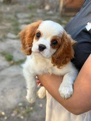 cavalier king Charles spaniel baietel - imagine 2