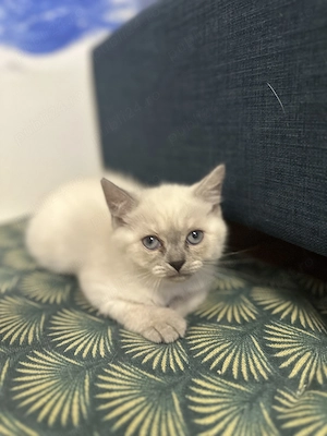 Fetita  British Shorthair blue point  - imagine 9