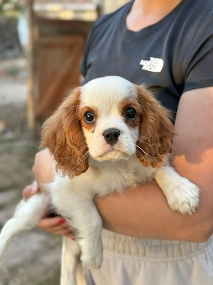 cavalier king Charles spaniel baietel - imagine 5
