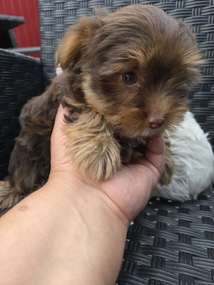 yorkshire terrier