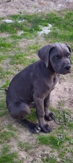 vând femela cane corso 4, 5 luni  - imagine 4