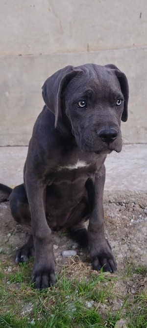 vând femela cane corso 4, 5 luni 