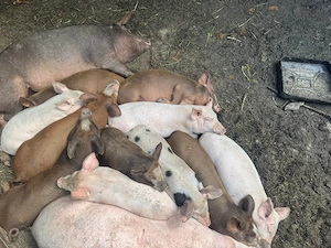 porci de 3 luni de vânzare - imagine 2