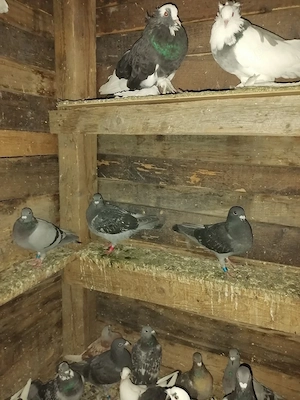 Porumbei voiajori ieftini