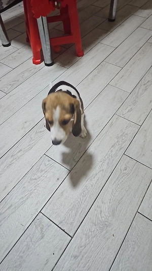 Bigal un câine foarte cuminte și jucăuși - imagine 3