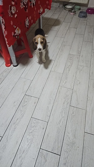 Bigal un câine foarte cuminte și jucăuși - imagine 2