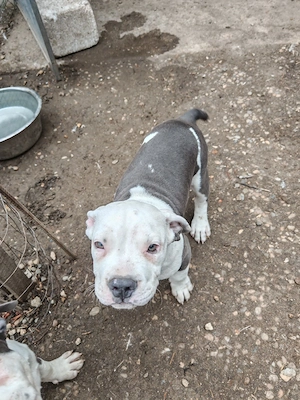 Donez american bully 