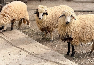 Miei de vânzare