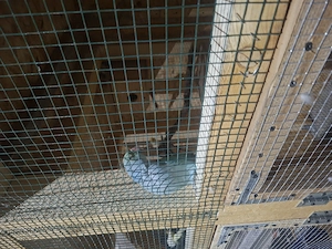 Se vinde  micul alexander  împreună sau separat 