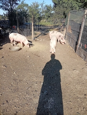 porci de vânzare  - imagine 3