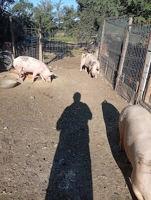 porci de vânzare  - imagine 2