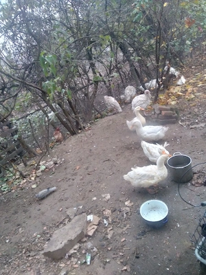 vand rățoi albi cca7kg